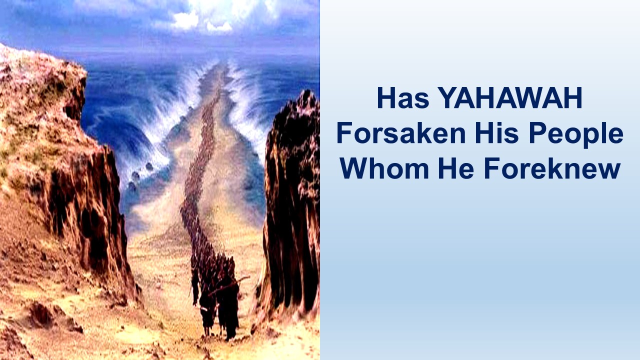 Has Yahawah Forsaken His People Whom He Foreknew – Romans 11