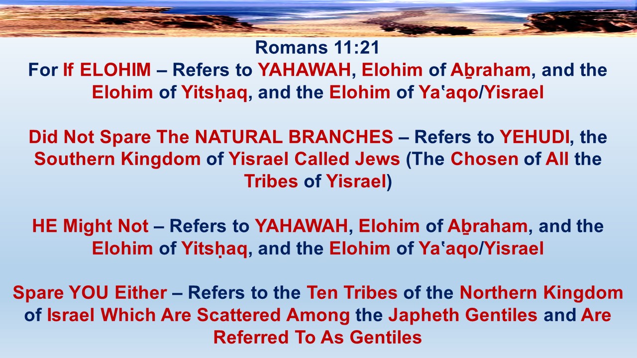 Romans 11:21                      For if Elohim did not spare the natural branches, He might not spare you either. 